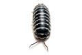 Armadillidium maculatum Zebra France